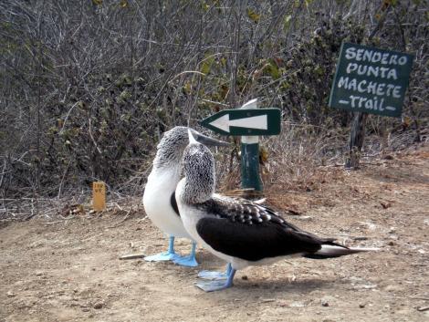 Blue Footed Booby